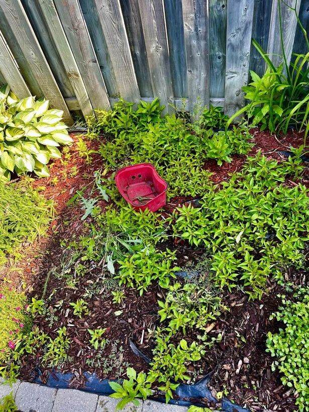 Overgrown garden bed with weeds before landscaping