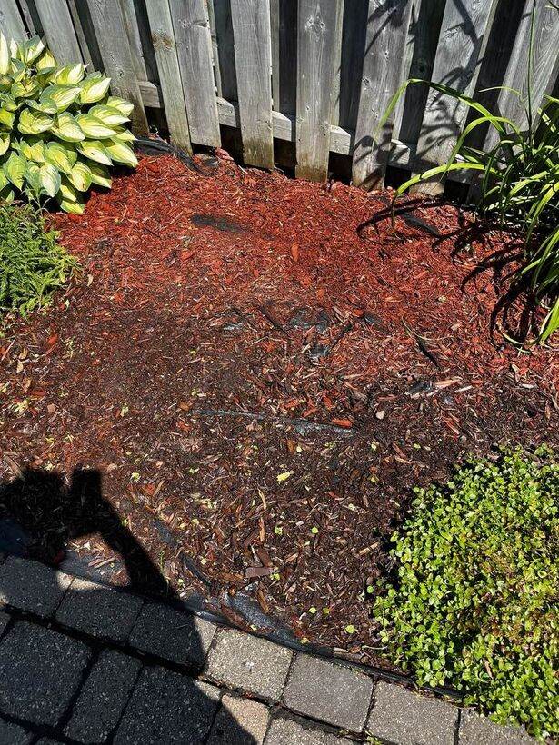 Weeded and freshly mulched garden bed after landscaping