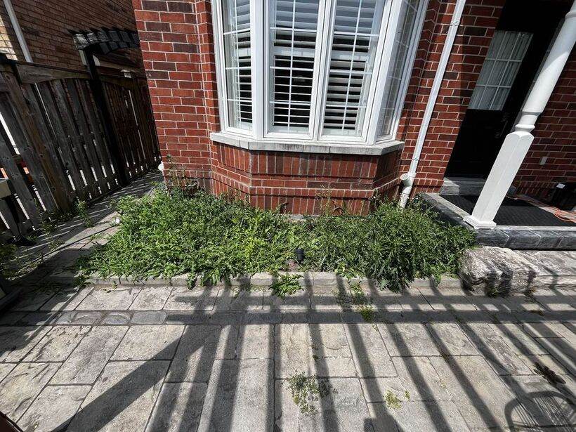 Overgrown weeds at bay window before landscaping