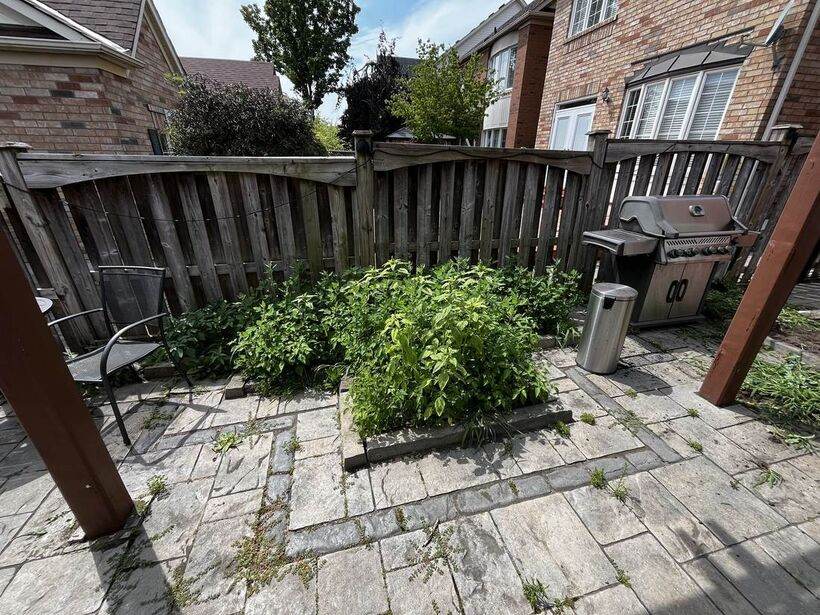 Overgrown backyard garden bed before landscaping