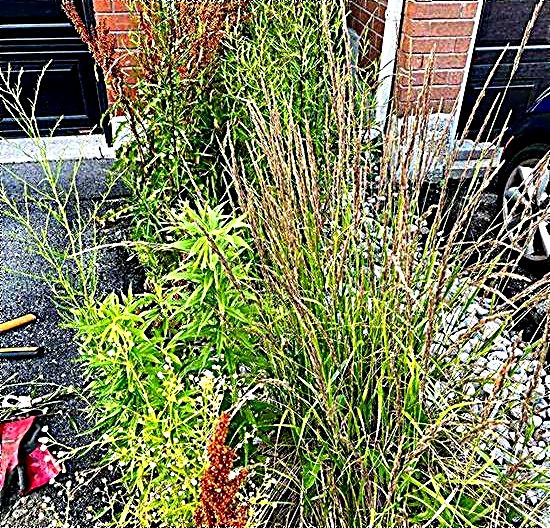 Overgrown weeds and grasses before landscaping