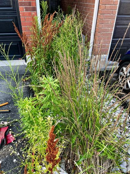 Overgrown weeds and grasses before landscaping